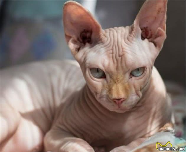 世界最贵十大猫咪