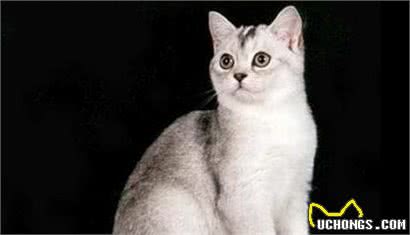 世界最贵十大猫咪