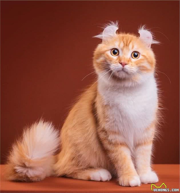世界最贵十大猫咪