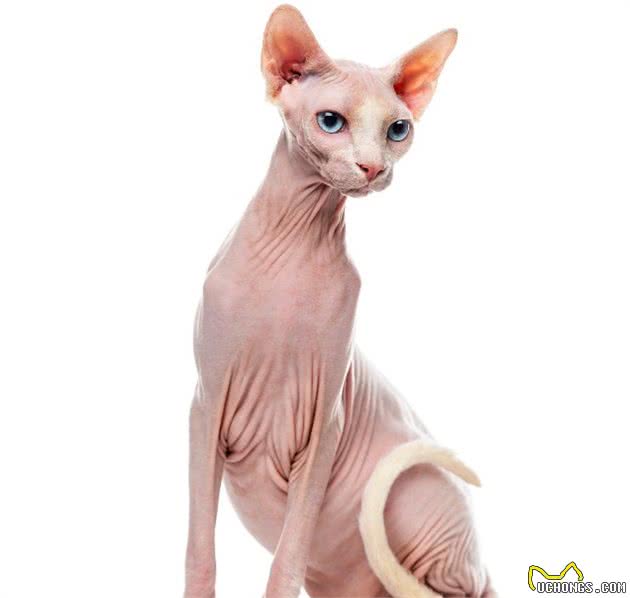 世界最贵十大猫咪