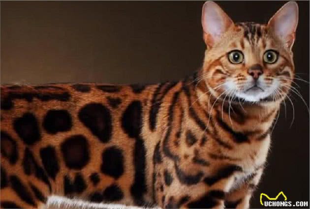 世界最贵十大猫咪