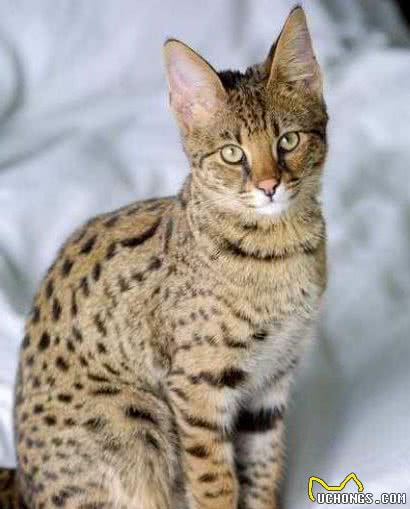 世界最贵十大猫咪