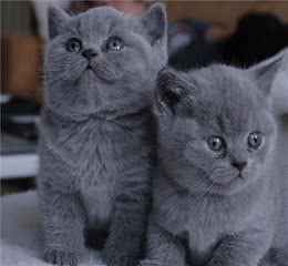 世界最贵十大猫咪