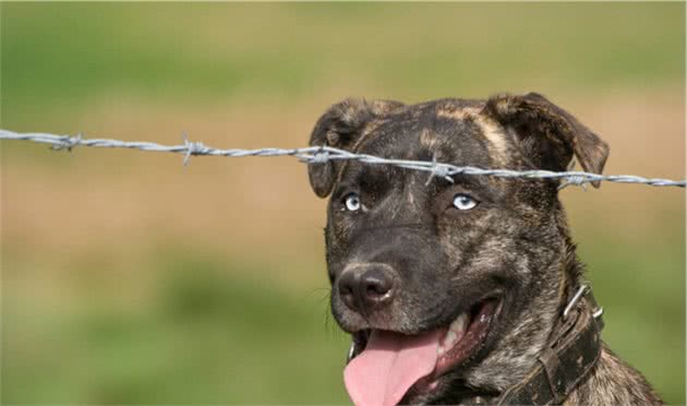 犬皮肤癌是什么？有哪些类型，主人又该如何对症治病