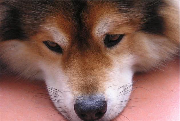 犬皮肤癌是什么？有哪些类型，主人又该如何对症治病