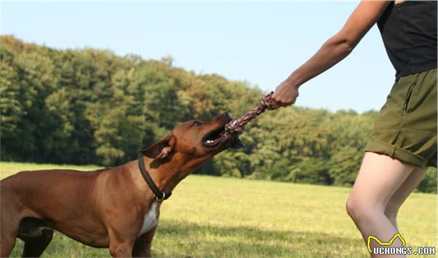 犬皮肤癌是什么？有哪些类型，主人又该如何对症治病