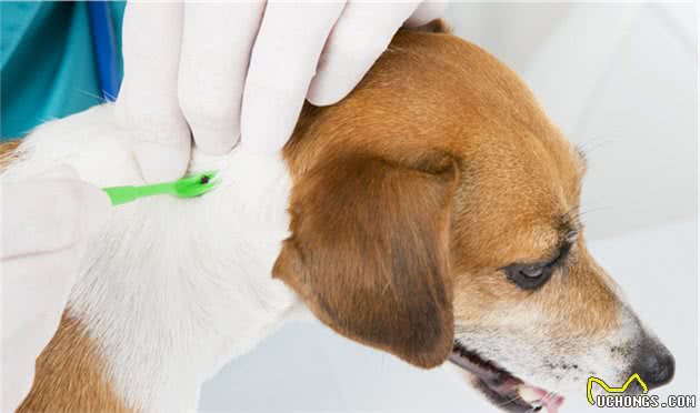 犬皮肤癌是什么？有哪些类型，主人又该如何对症治病