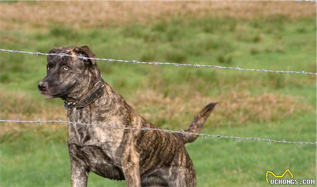 犬皮肤癌是什么？有哪些类型，主人又该如何对症治病