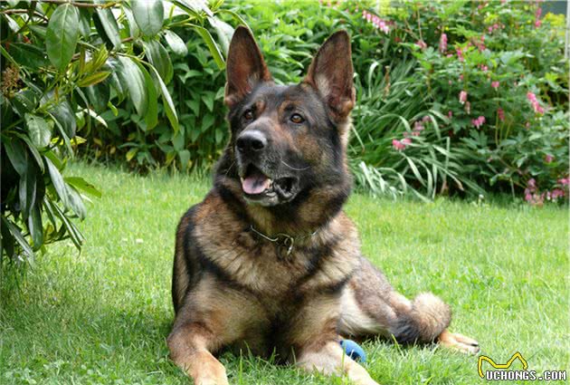 犬皮肤癌是什么？有哪些类型，主人又该如何对症治病