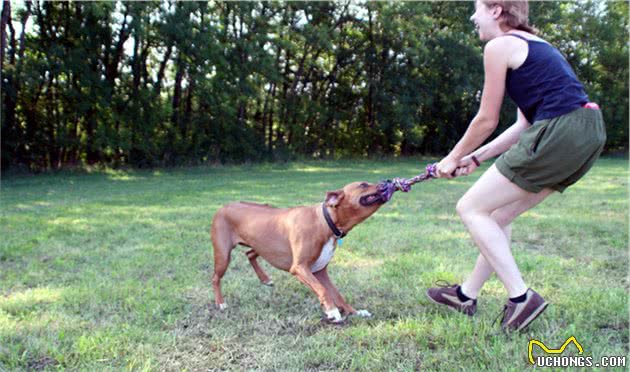 犬皮肤癌是什么？有哪些类型，主人又该如何对症治病