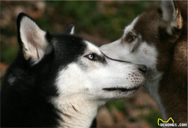 犬皮肤癌是什么？有哪些类型，主人又该如何对症治病