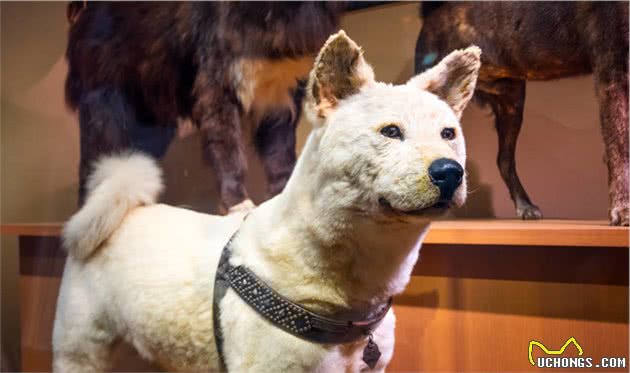 犬皮肤癌是什么？有哪些类型，主人又该如何对症治病