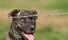 犬皮肤癌是什么？有哪些类型，主人又该如何对症治病