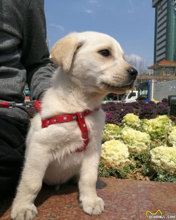 自从养了拉布拉多后，就很难对其它狗心动了