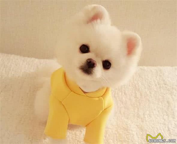 狗界“最cute”的狗狗排行榜，萌到心坎上了，不养一只会后悔