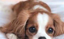 皇室猎犬竟能靠脸吃饭，凭过人颜值获铲屎官青睐，享受着富贵生活