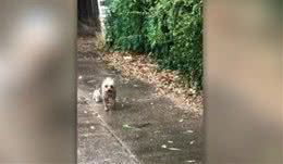 约克夏犬散步完回家，后面却紧跟着只猫咪，狗狗：主人我要养它