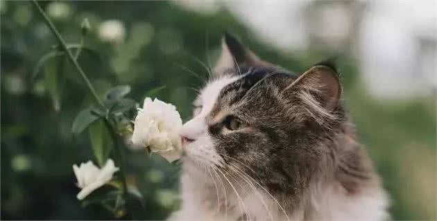 猫界七大“香猫”，自带清香，受不了臭味的宠主可以放心养