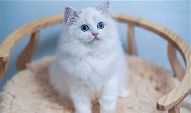 猫界七大“香猫”，自带清香，受不了臭味的宠主可以放心养