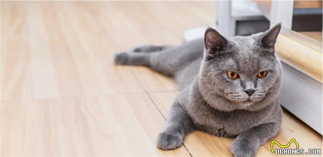 猫界七大“香猫”，自带清香，受不了臭味的宠主可以放心养