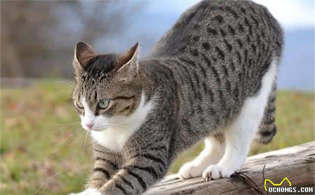 猫界七大“香猫”，自带清香，受不了臭味的宠主可以放心养