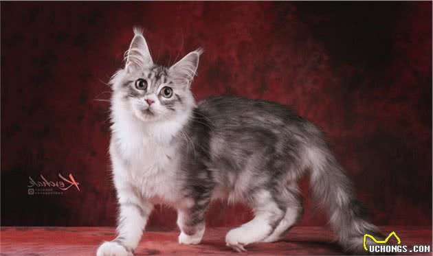 猫界七大“香猫”，自带清香，受不了臭味的宠主可以放心养