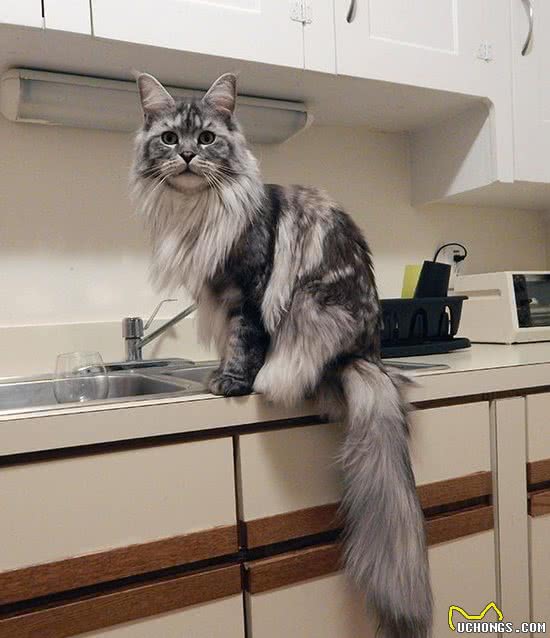 猫界七大“香猫”，自带清香，受不了臭味的宠主可以放心养