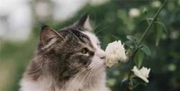 猫界七大“香猫”，自带清香，受不了臭味的宠主可以放心养