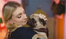 饲养巴哥犬，要做的3件事和不能做的3件事