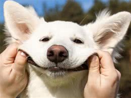 懂事的狗狗，都有这些特征，你家狗有吗？