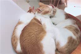 猫咪需要的八大营养物质！懂得这些就再也不怕营养不均衡了