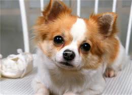 天元萌宠课堂-狗狗乱吃地上东西怎么办？