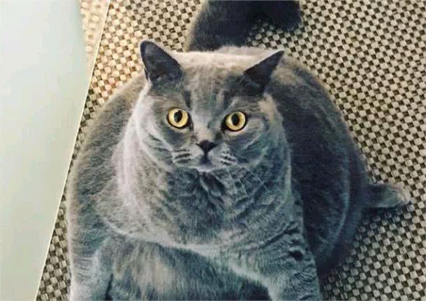 养猫，劝你不要养“英国短毛猫”，原因有几个