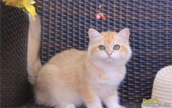 养猫，劝你不要养“英国短毛猫”，原因有几个