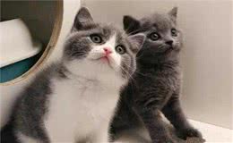 养猫，劝你不要养“英国短毛猫”，原因有几个