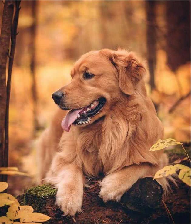 想养大中型犬又有顾虑？没看过这些大块头小天使，别着急做决定
