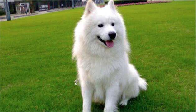 想养大中型犬又有顾虑？没看过这些大块头小天使，别着急做决定
