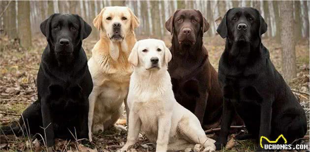 想养大中型犬又有顾虑？没看过这些大块头小天使，别着急做决定