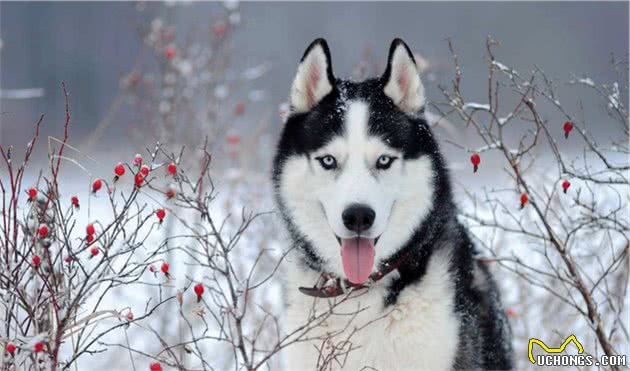 想养大中型犬又有顾虑？没看过这些大块头小天使，别着急做决定