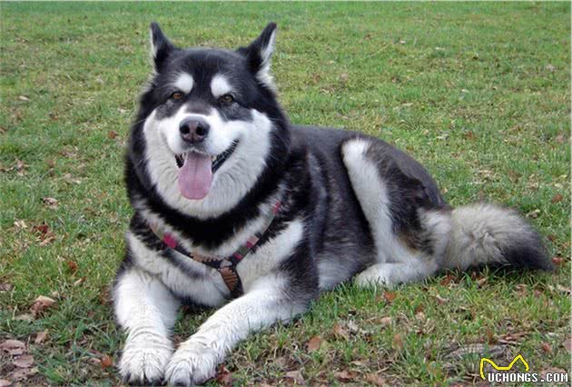 想养大中型犬又有顾虑？没看过这些大块头小天使，别着急做决定