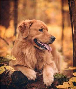 想养大中型犬又有顾虑？没看过这些大块头小天使，别着急做决定