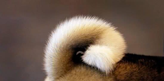 在与你家爱犬交流中，你能理解，它摇尾巴表达的意思吗？