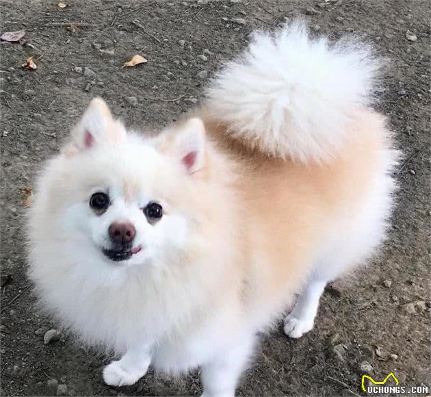 在与你家爱犬交流中，你能理解，它摇尾巴表达的意思吗？