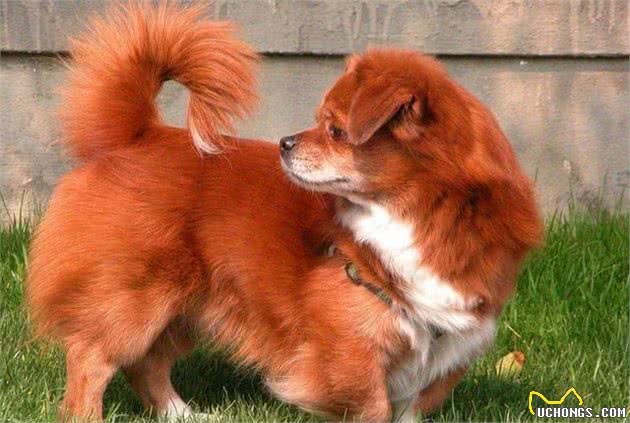 在与你家爱犬交流中，你能理解，它摇尾巴表达的意思吗？