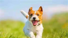 在与你家爱犬交流中，你能理解，它摇尾巴表达的意思吗？