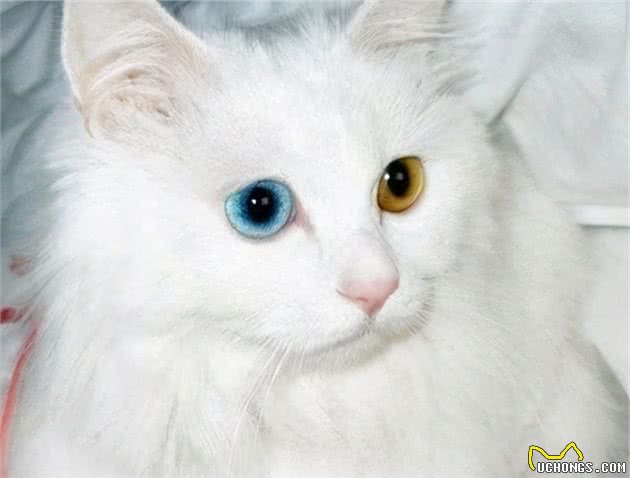 猫眼看到的世界是怎么样的？