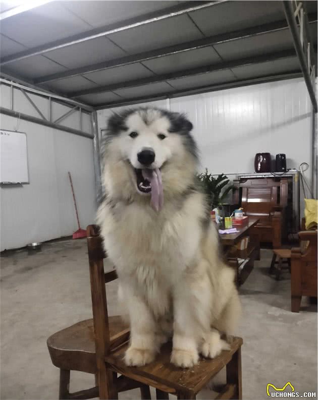 当狗狗犯错后如何纠正行为