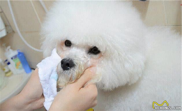 狗狗有泪痕是什么原因？附赠解决狗狗泪痕的几个小妙招
