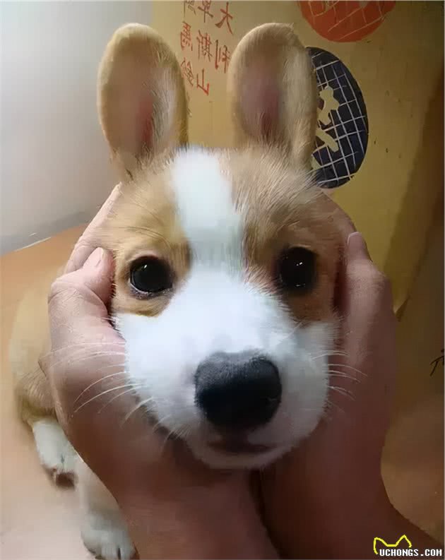 狗狗有泪痕是什么原因？附赠解决狗狗泪痕的几个小妙招