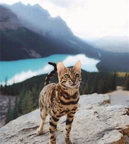 这种猫咪，高贵神秘，不是人间能饲养的，也不是有钱就能拥有的